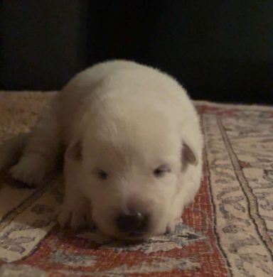 Bambi available 6-3-2025