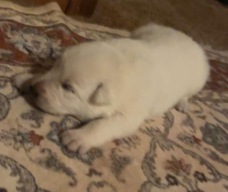 Larry the cable guy ready 6-3-2025