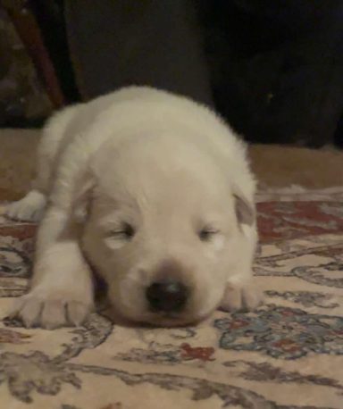 Angelica female 6-3-2025