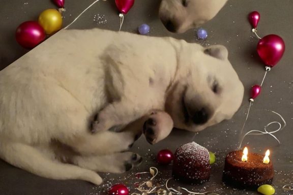 Buster ready 10-10-2025 Two playful puppies among colorful ornaments and festive decorations.